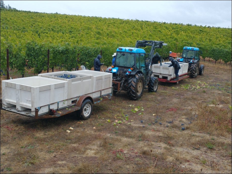 Dena, on the right, sorting Pommard Clone Pinot Noir.