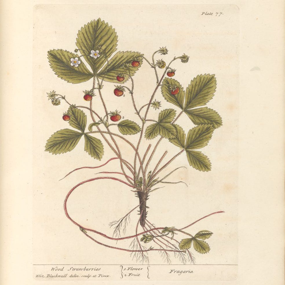 Manuscripts and Archives Division, The New York Public Library. "Wood strawberries" New York Public Library Digital Collections. Accessed May 6, 2023. https://digitalcollections.nypl.org/items/079eea30-fcde-0136-8290-6f1e294961e3