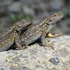 Green Wednesday: Sticky Monkeyflowers and Discovering Western Fence Lizards