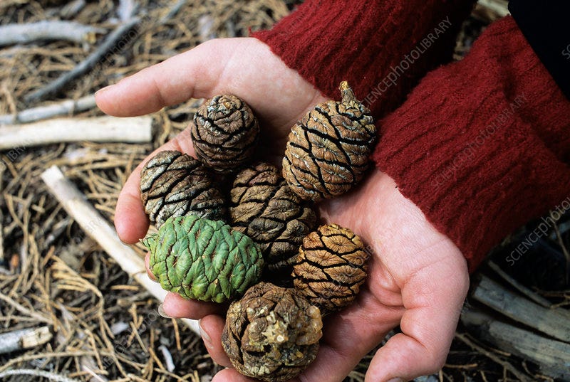 Western forests feeling pressure from climate change