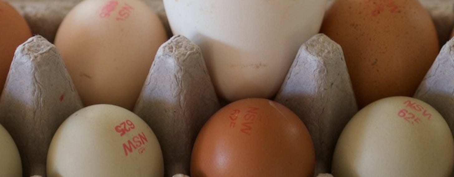 A close-up photo of multi-coloured eggs in a grey egg carton. A stamp can clearly be seen on the eggs. It reads NSW 625", which is the registration number of the author's small egg farm. A close-up photo of multi-coloured eggs in a grey egg carton. A stamp can clearly be seen on the eggs. It reads NSW 625", which is the registration number of the author's small egg farm.