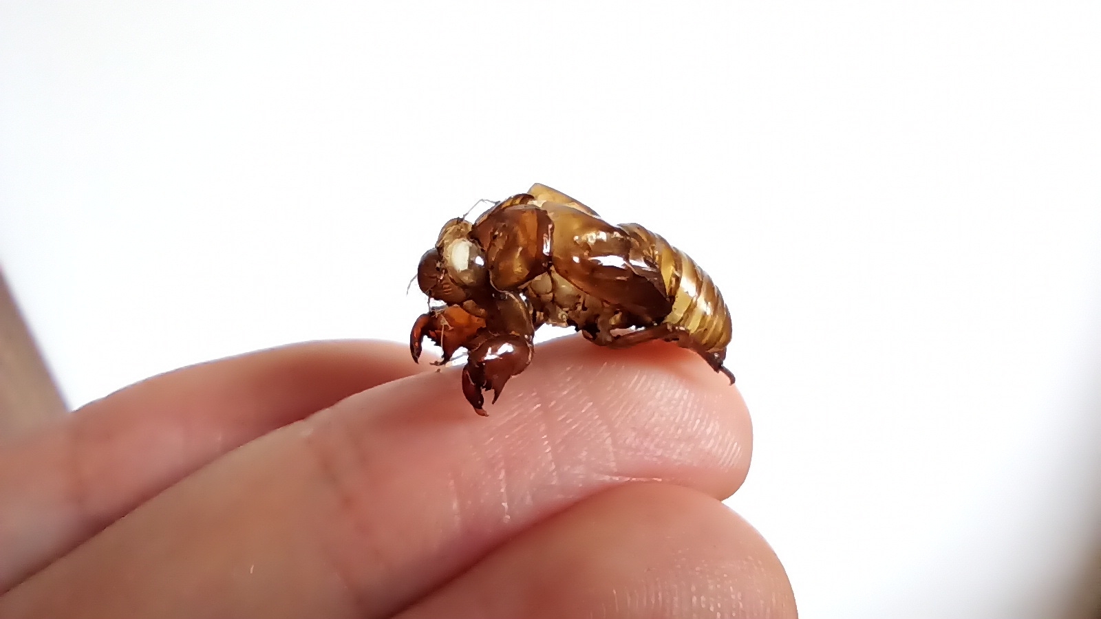 Eduardo Merino Gouffray