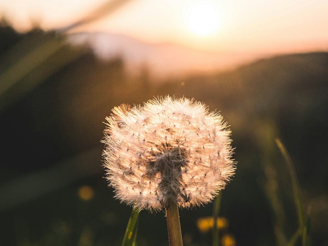 white dandelion in close up photography
