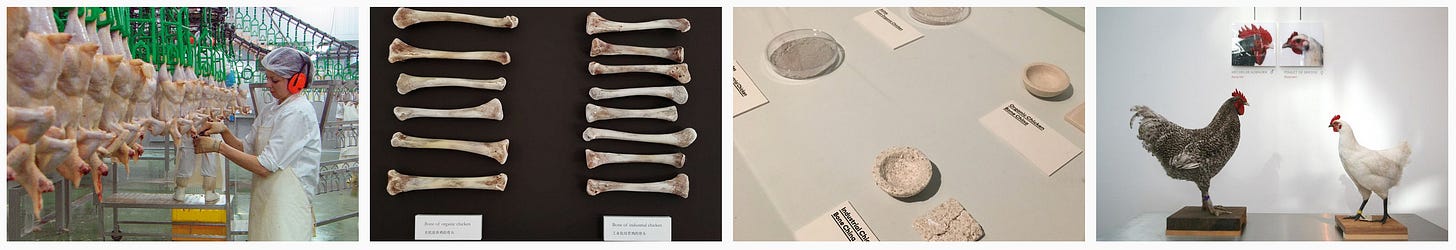 Images: 1. “Our Daily Bread” film still; 2–3. Studio Nienke Hoogvliet comparison of organic to industrially-farmed bones, and examples of bone china made from those animal bones (3 was taken by me at the exhibition); 4. Koen Vanmechelen “Planetary Community Chicken” breeding programme. Images: 1. “Our Daily Bread” film still; 2–3. Studio Nienke Hoogvliet comparison of organic to industrially-farmed bones, and examples of bone china made from those animal bones (3 was taken by me at the exhibition); 4. Koen Vanmechelen “Planetary Community Chicken” breeding programme.