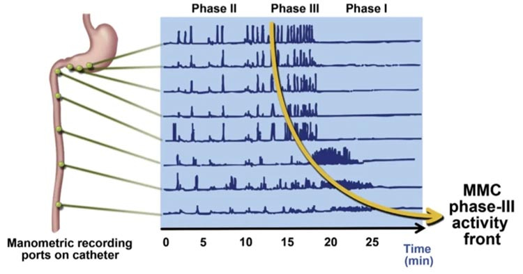migrating motor complex migrating motor complex