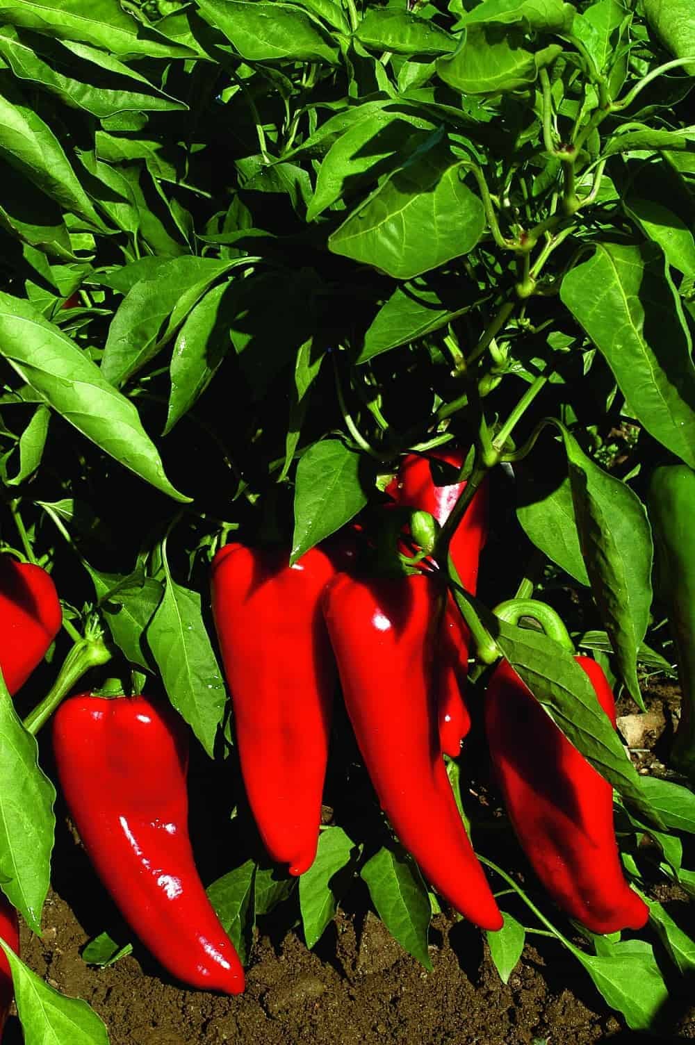Carmen pepper