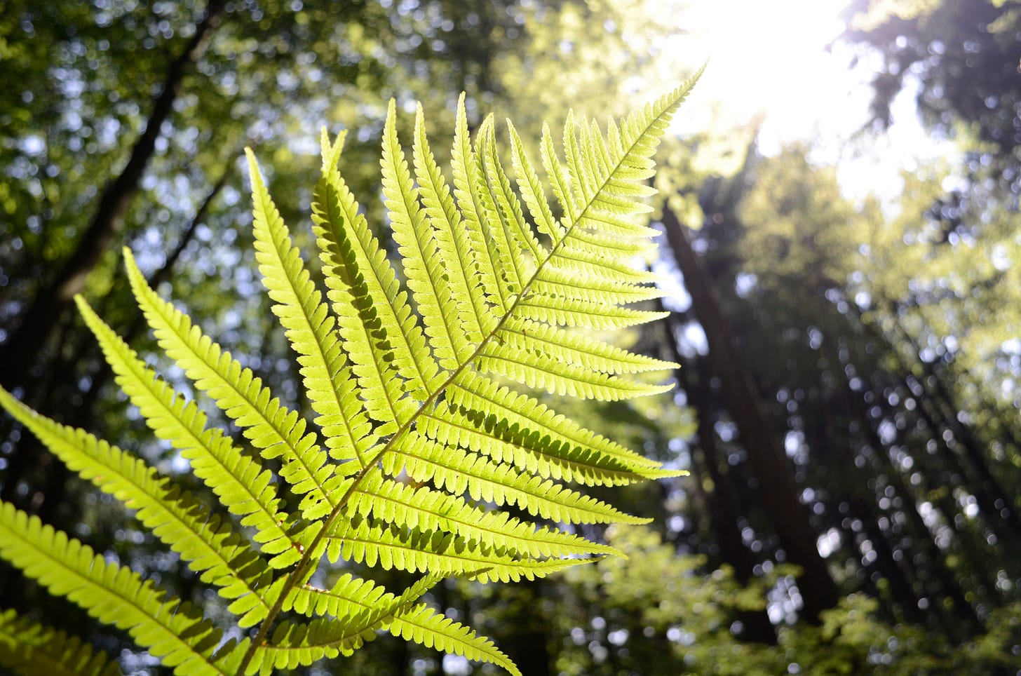 File:Plant growing towards the sun.jpg - Wikimedia Commons