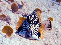 Side and front view of a smooth trunkfish