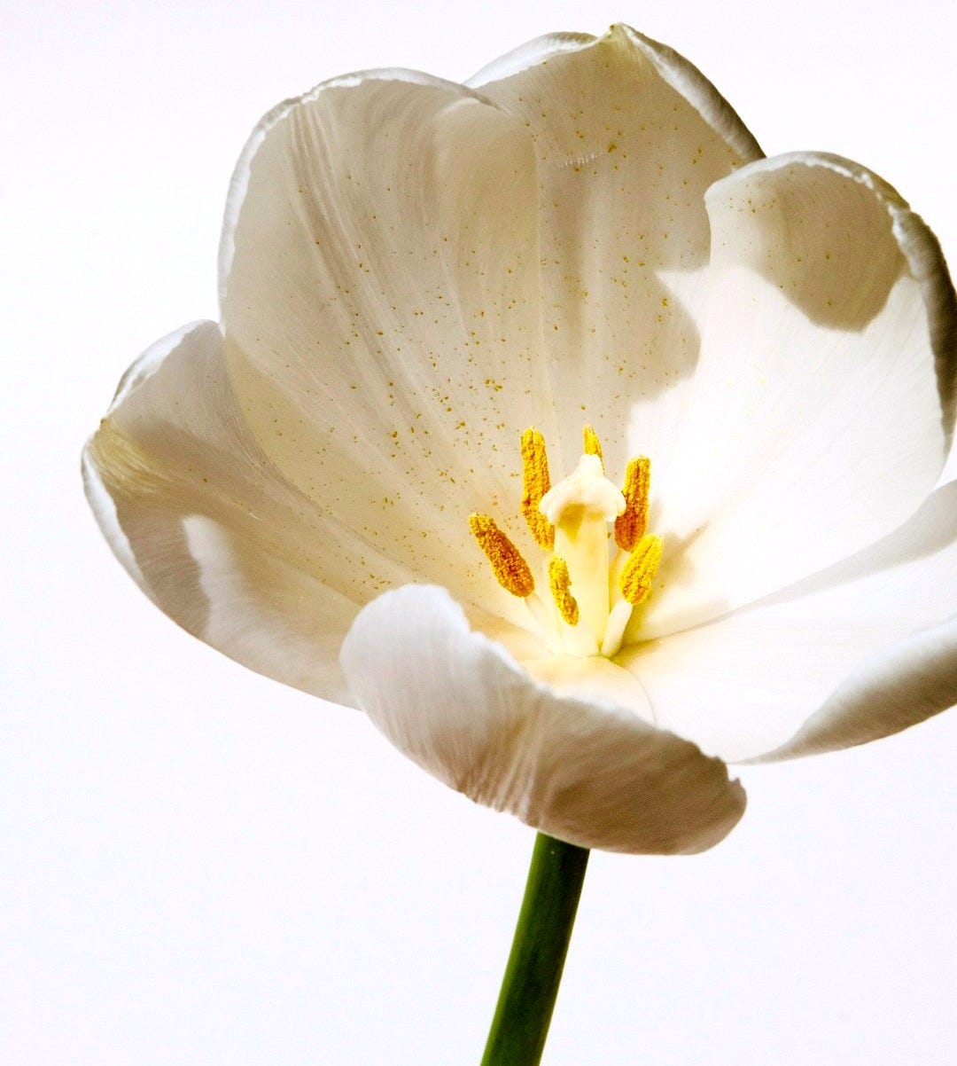 white and yellow flower in close up photography
