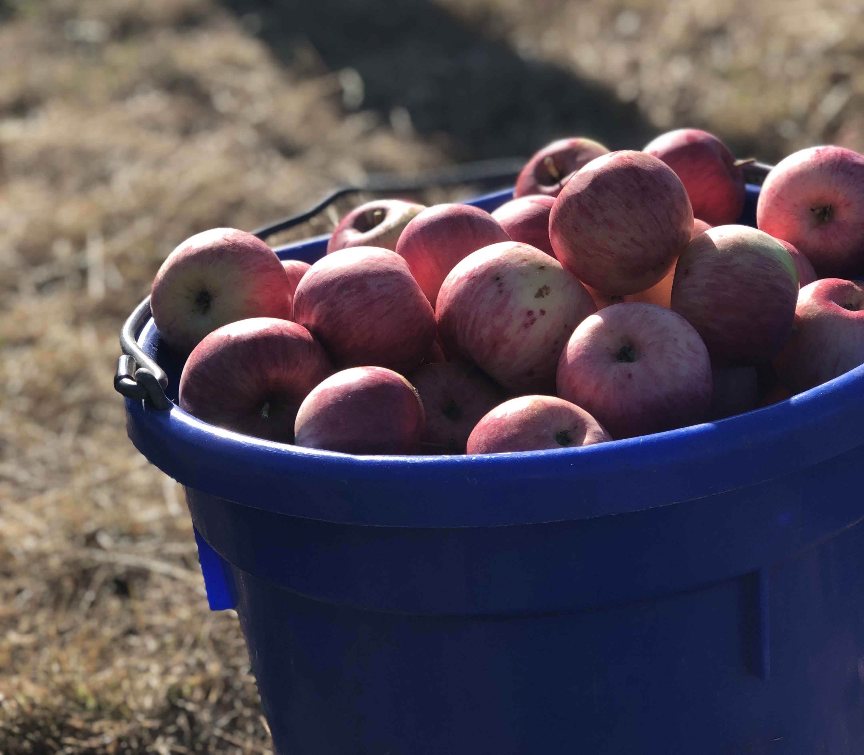 On Saving Heritage Apples and Getting Grounded