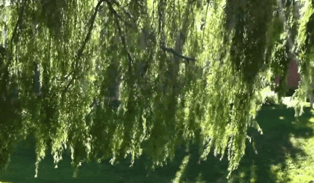 [optimize output image]