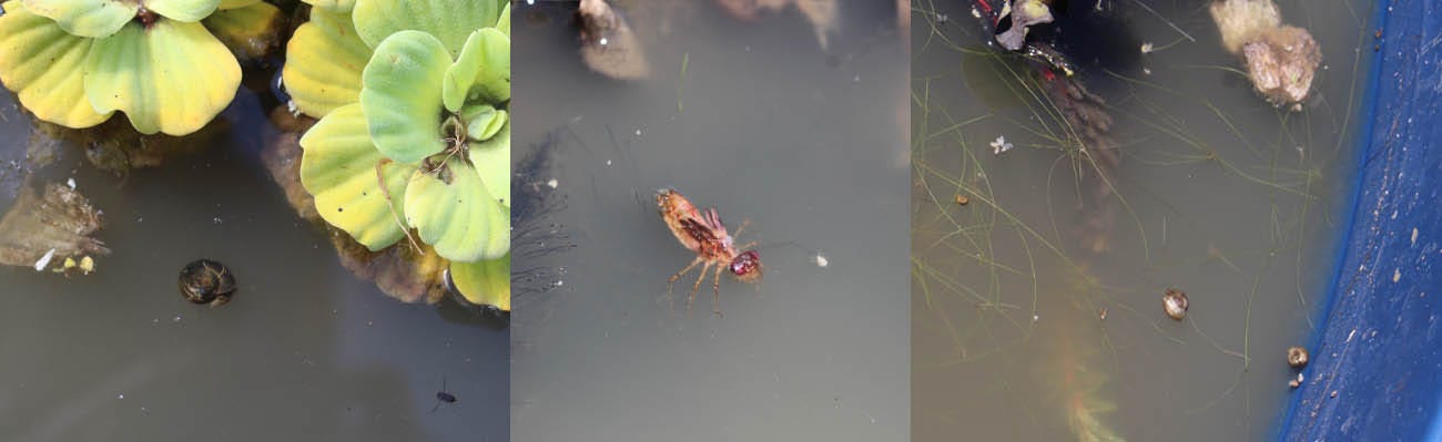 Montagem de imagens de tanque de água turva e poluida, contendo insetos, caramujos e invertebrados boiando na superfícei.