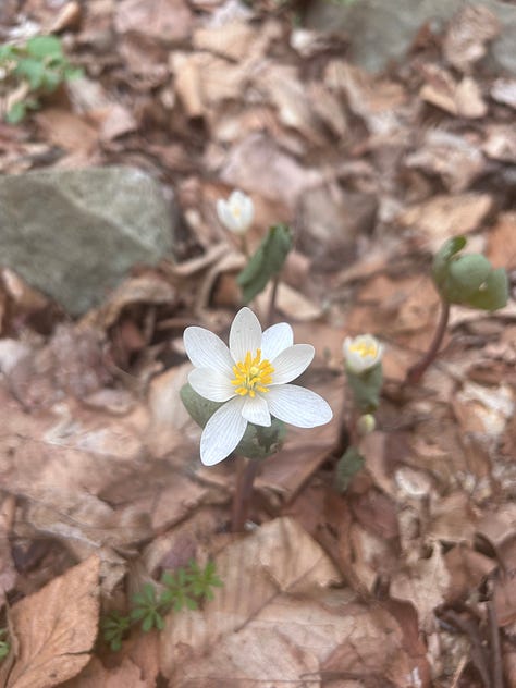 Hepatica; Early Blue Cohosh; Dutchman's Breeches; Bluets; Bloodroot; Trillium