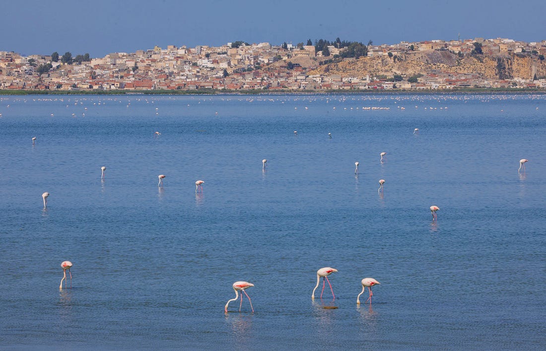 Greater Flamingos wading and feeding in the blue waters of Sebkhet Sejoumi, with the densely built outskirts of Tunis visible across the lagoon in the background. Greater Flamingos wading and feeding in the blue waters of Sebkhet Sejoumi, with the densely built outskirts of Tunis visible across the lagoon in the background.
