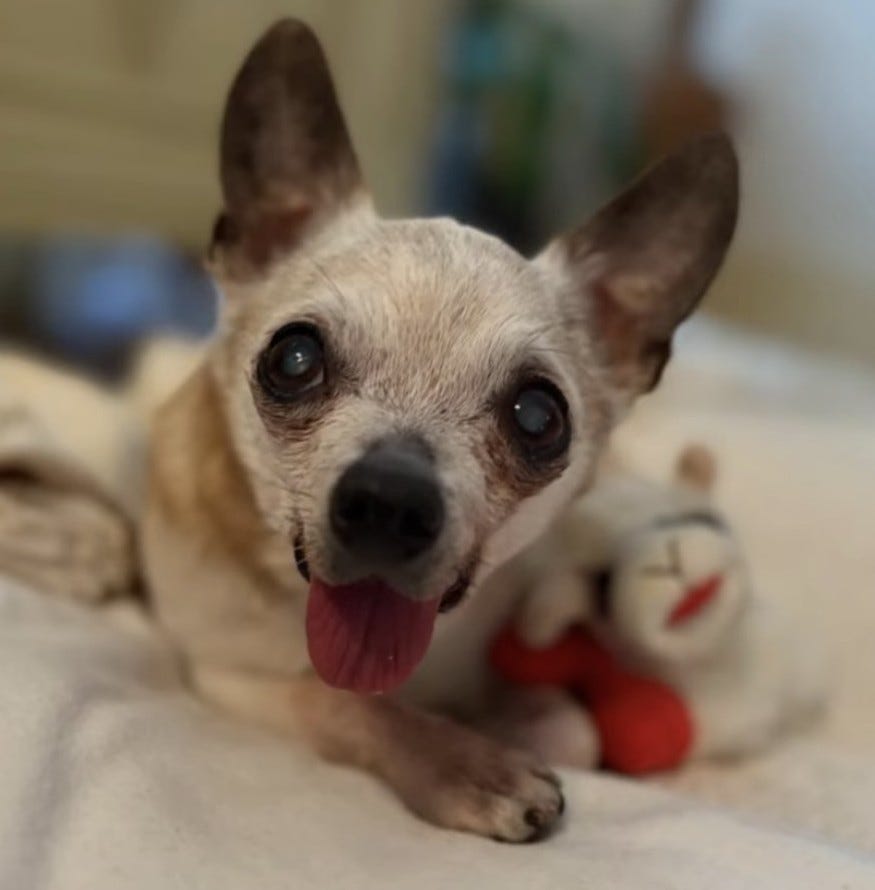 Mr. Chubbs with his friend Lamchop
