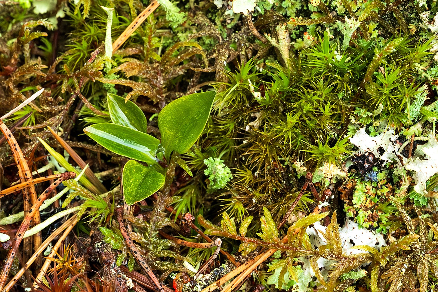 A top-down, high-detail view of a vibrant green seedling with clustered wet waxy leaves emerging from a dense carpet of star-shaped moss and brown pine needles.