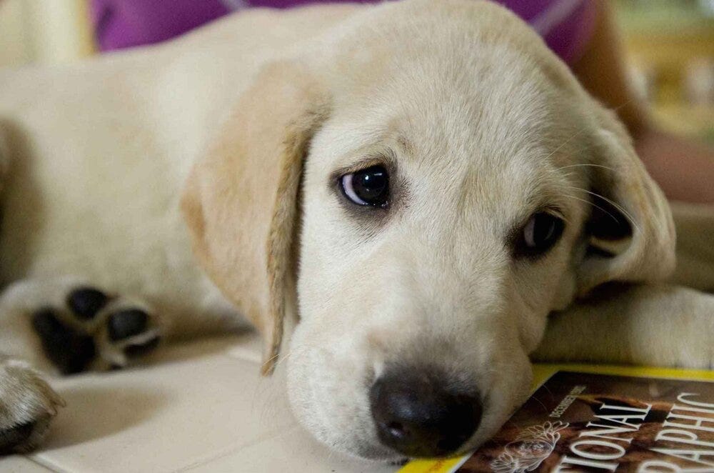 Now that right there is a cute doggo (20th Century Fox) Now that right there is a cute doggo (20th Century Fox)