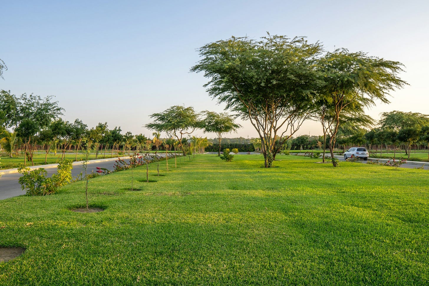 A grass lawn with trees