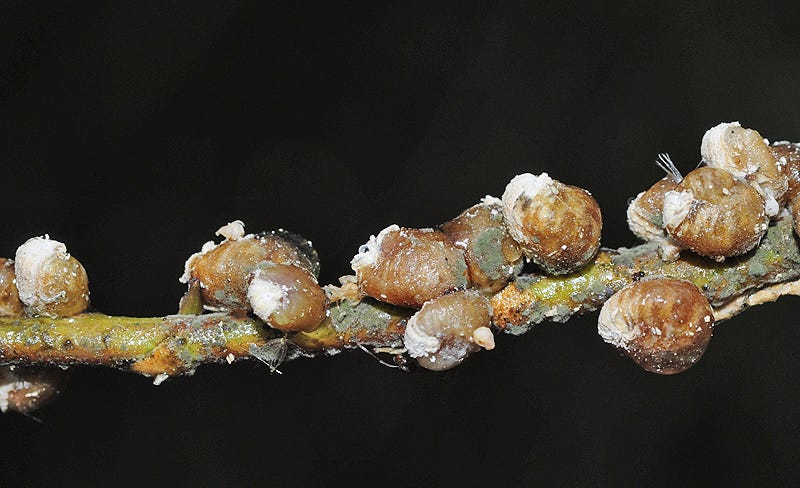 Trabutina mannipara Trabutina mannipara