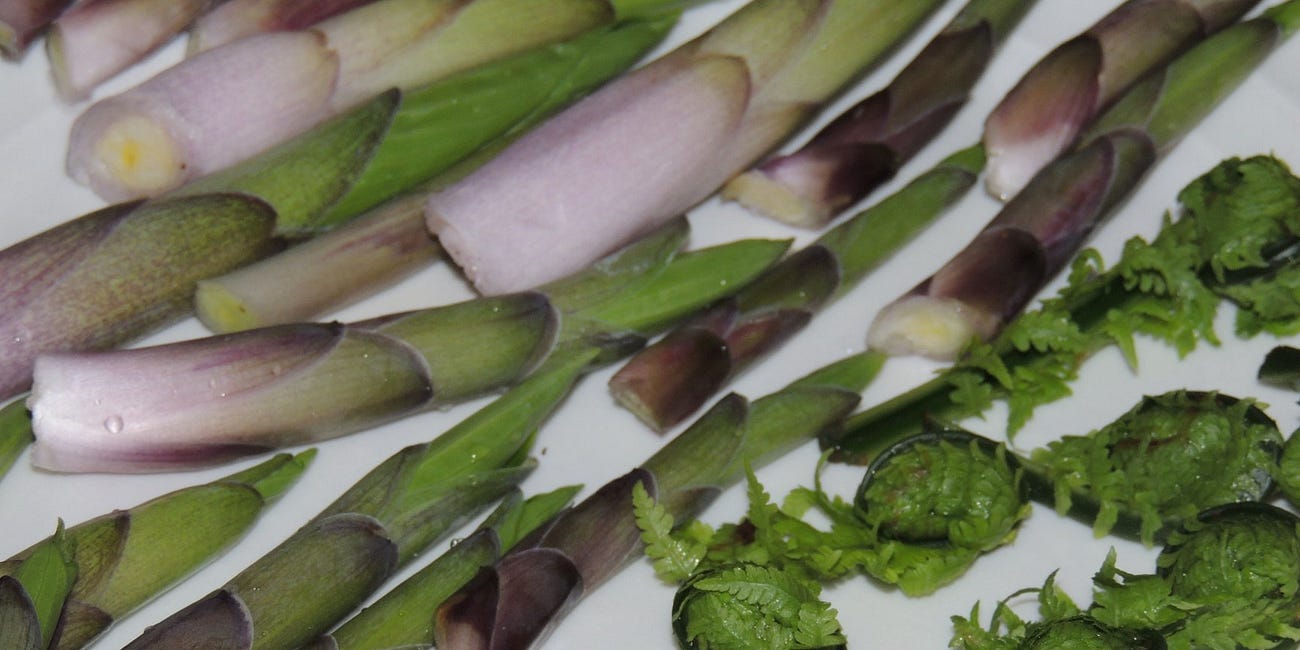 24 Spring Foods To Forage For In 2024