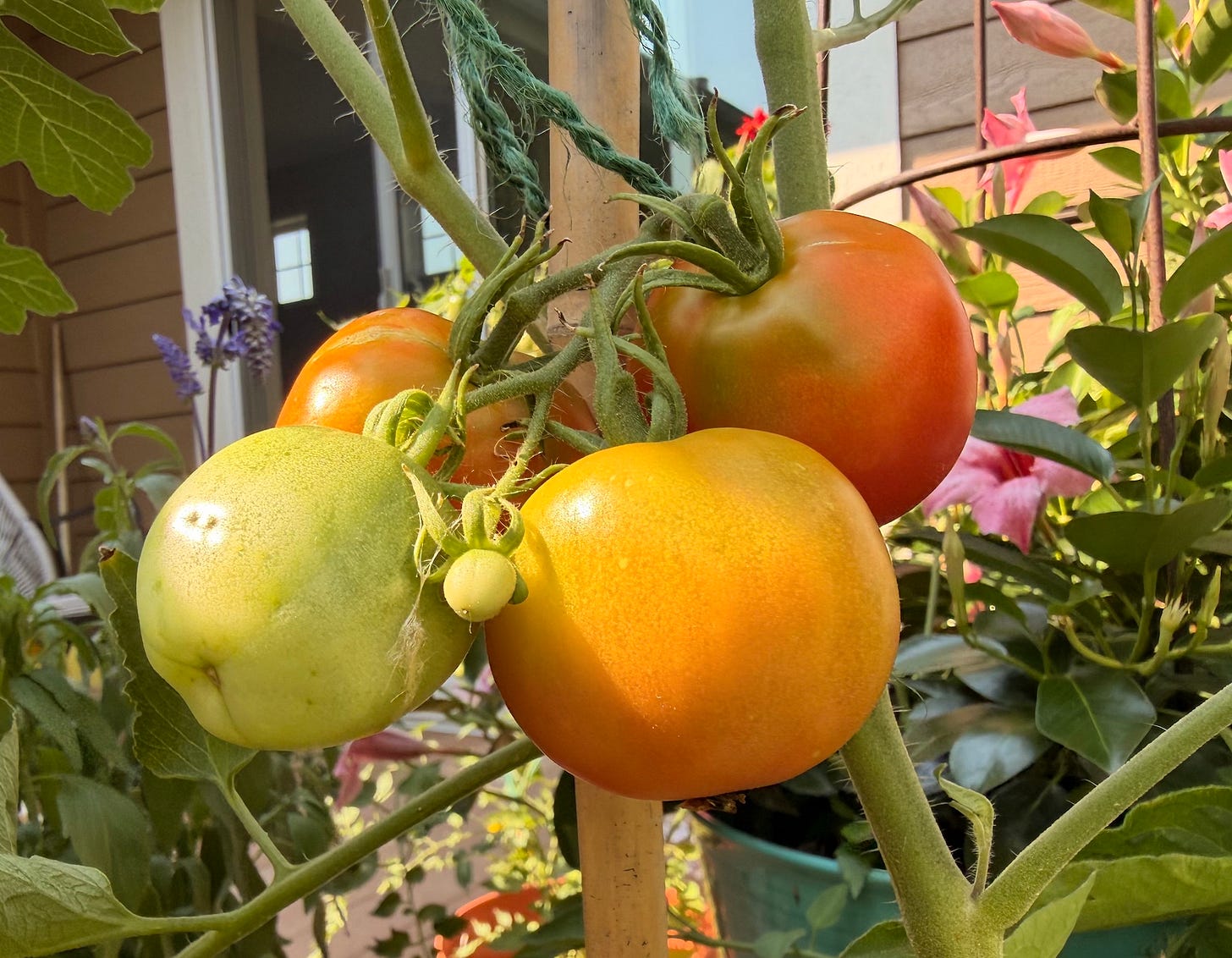 four tomatoes ripening on vine