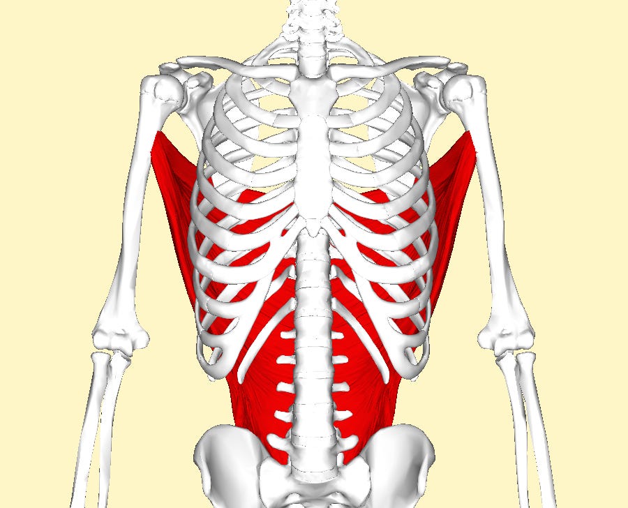 File:Latissimus dorsi muscle frontal2.png - Wikimedia Commons