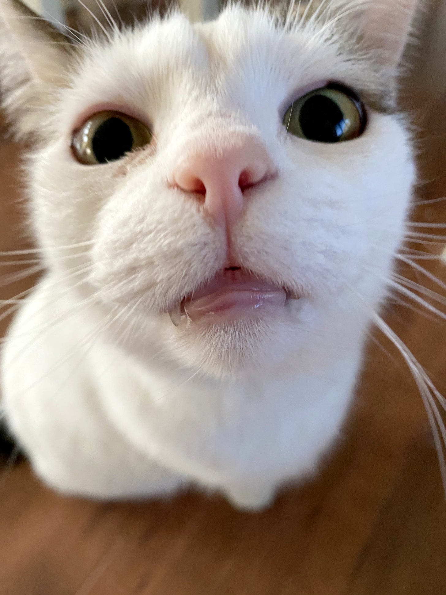 Extreme close-up of Bailey, a white cat with big green eyes, a pink nose, and white whiskers. The cat’s right tooth is visible, sticking out slightly in a cute, endearing way. Extreme close-up of Bailey, a white cat with big green eyes, a pink nose, and white whiskers. The cat’s right tooth is visible, sticking out slightly in a cute, endearing way.