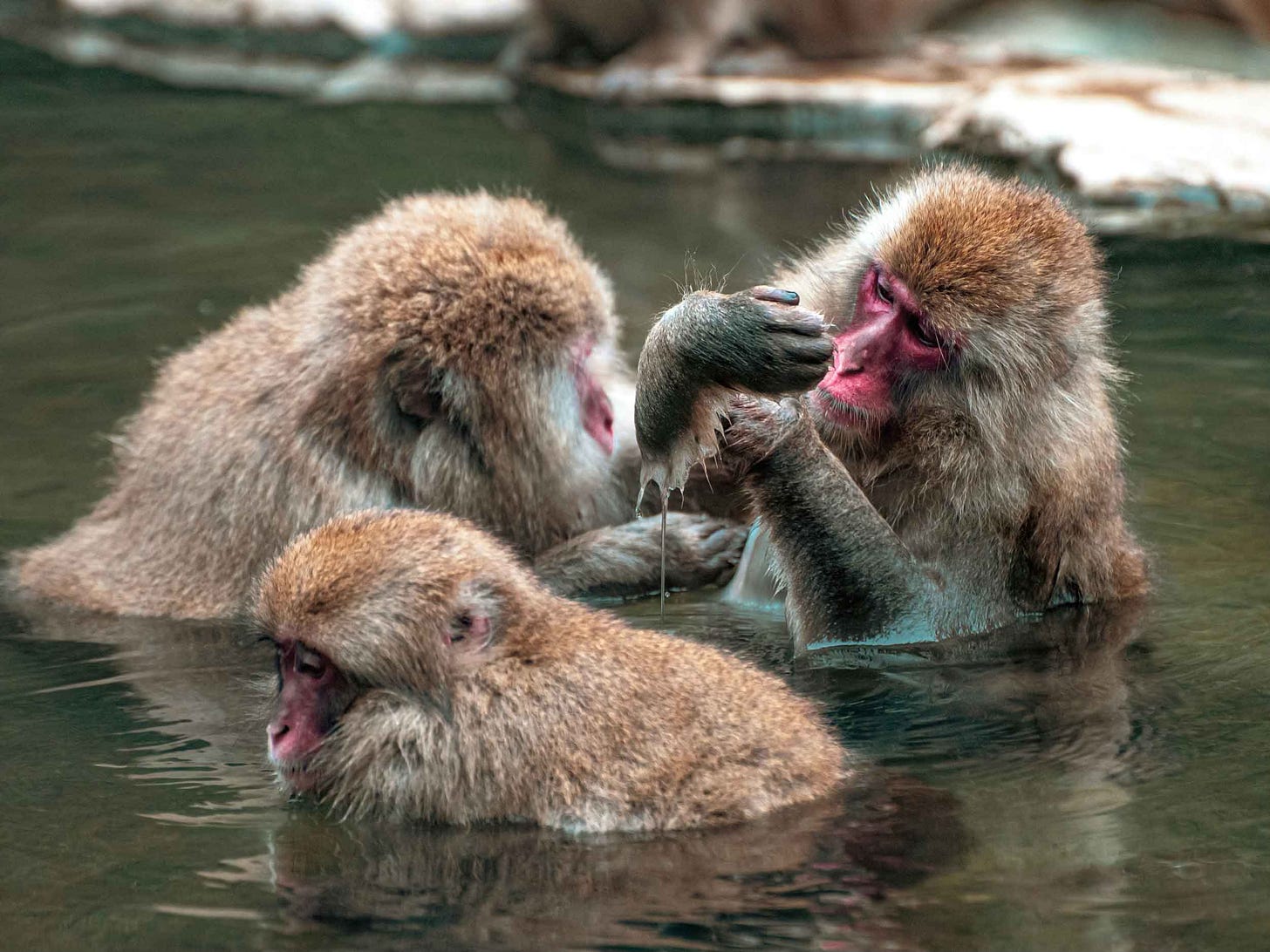 Japanese macaques in a hot spring pool Japanese macaques in a hot spring pool
