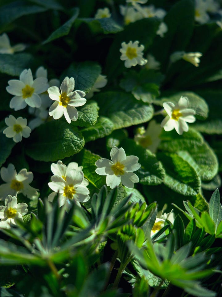 Early spring primroses in soft woodland light, followed by a narrow forest path bordered with snowdrops, suggesting gentle emergence, orientation, and rhythm returning without urgency.