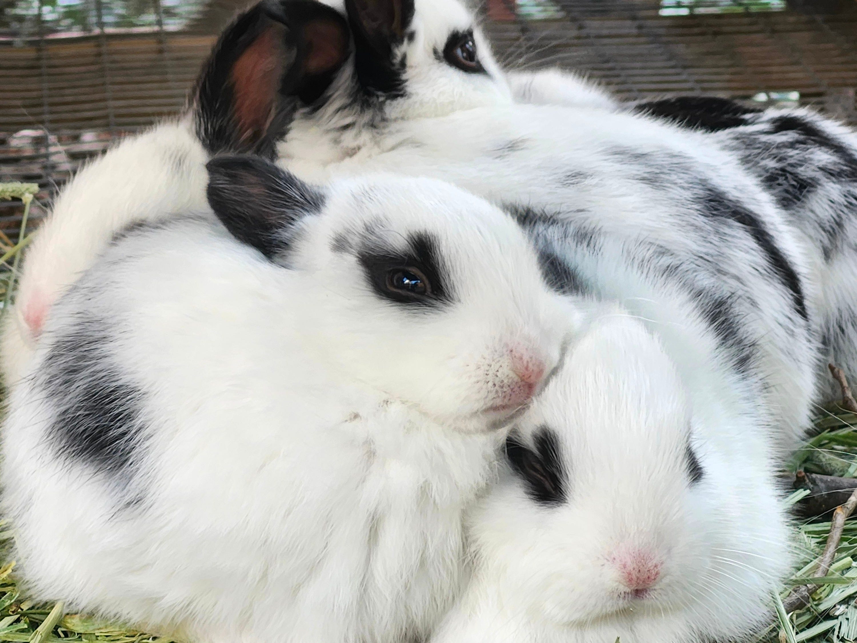 How Fast Rabbits Breed Rabbit Breeding for Beginners: How to Start a Rabbitry on Your Homestead
