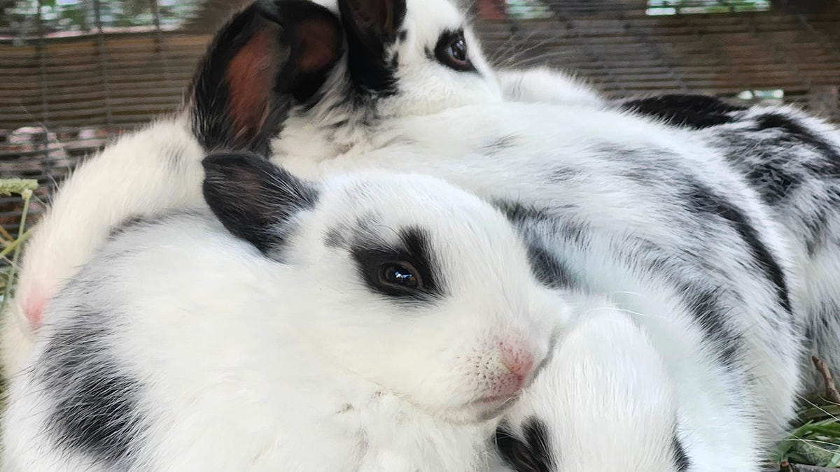 Rabbit Breeding for Beginners: How to Start a Rabbitry on Your Homestead