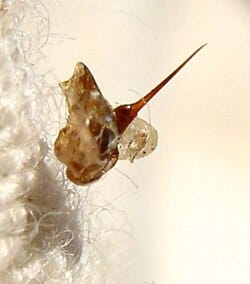 File:Bee-sting-abeille-dard-2.jpg File:Bee-sting-abeille-dard-2.jpg