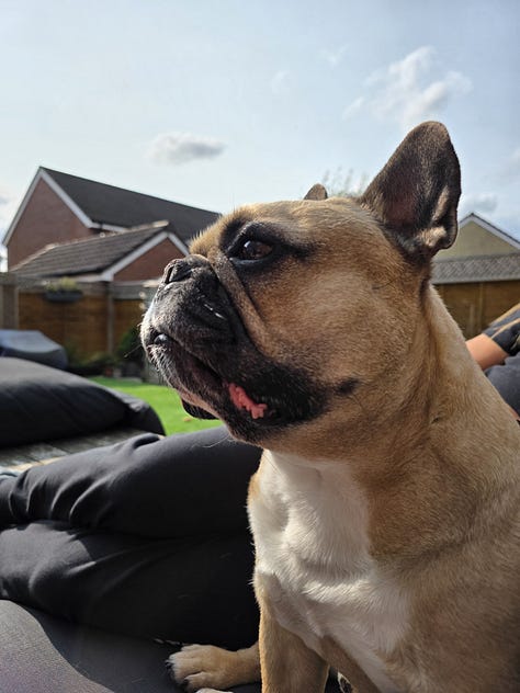 A selection of images from the last week of Leffe my pet Frenchie and Wingman