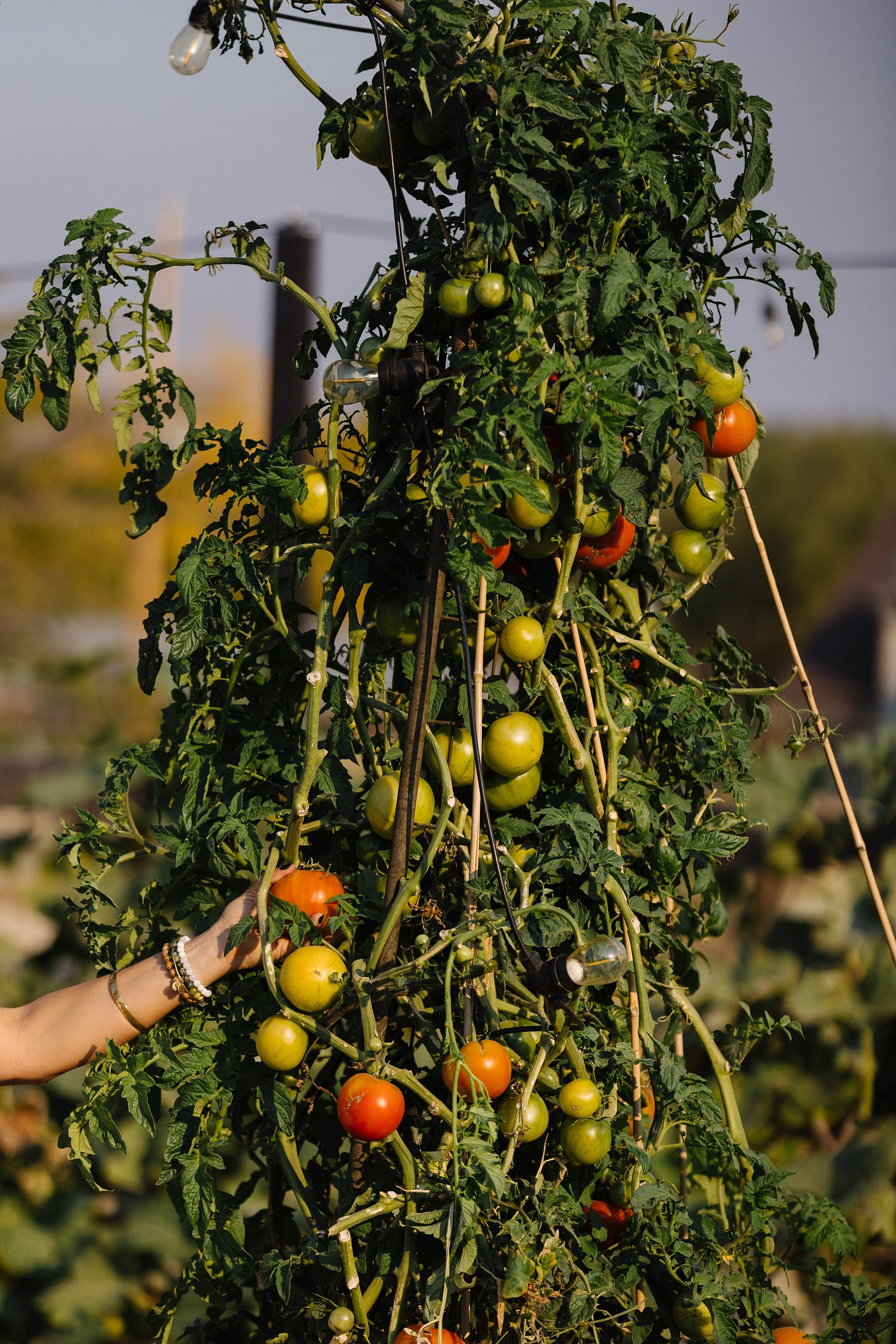 tomato harvest for simple sunday tomato sauce