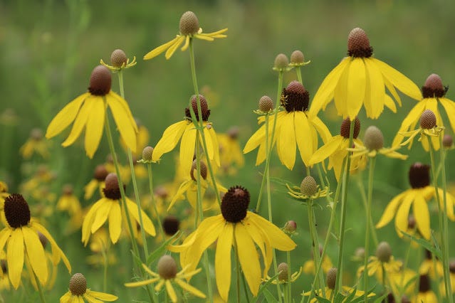 yellow coneflowers