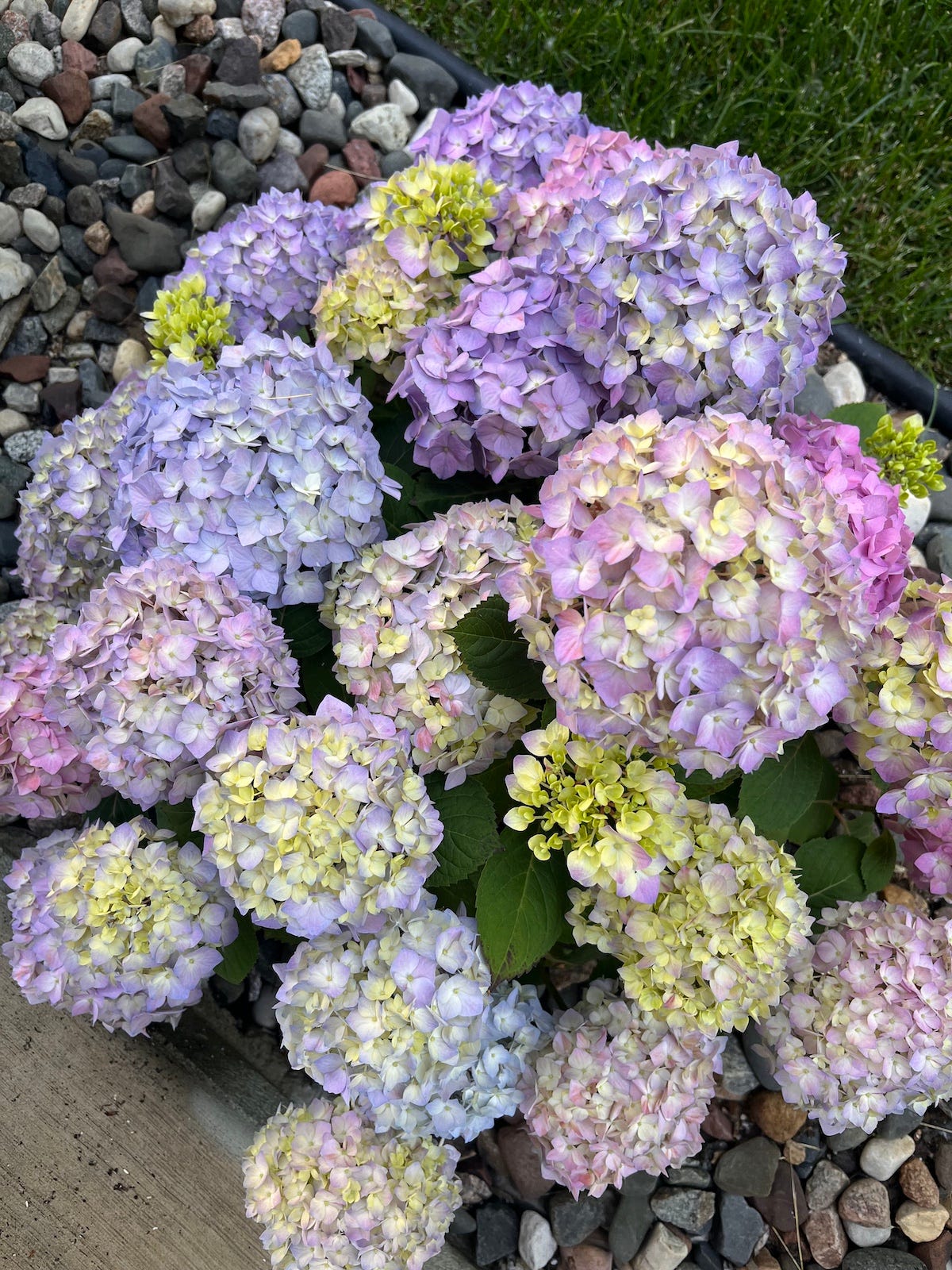 hydrangea plant with multicolored flowers blue pink and purple hydrangea plant with multicolored flowers blue pink and purple