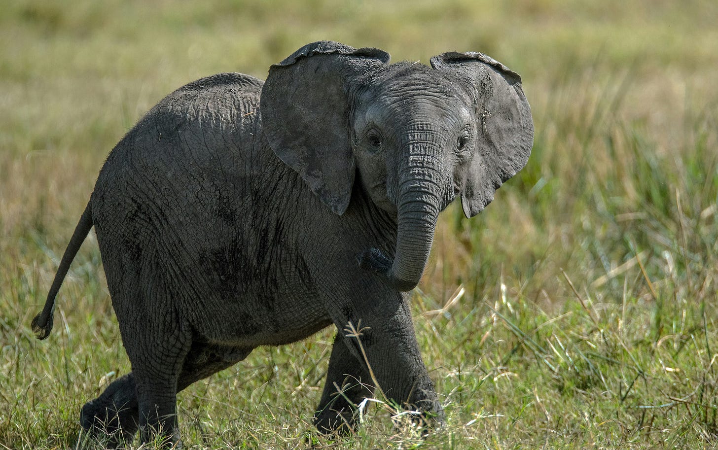 photo of a dark grey baby elephant, walking from left to right across a grassy field, while staring at the photographer.