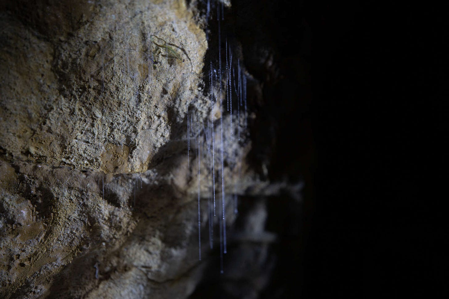 waitomo travel