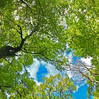 the idea of loss consumes me