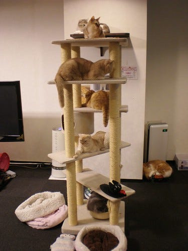 Cat Towers Full Cat Towers Full