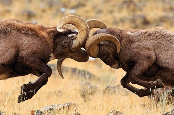 Bighorn Rams, ram, Bozeman Bighorn Rams, ram, Bozeman