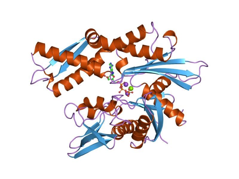 Hsp70 - Wikipedia