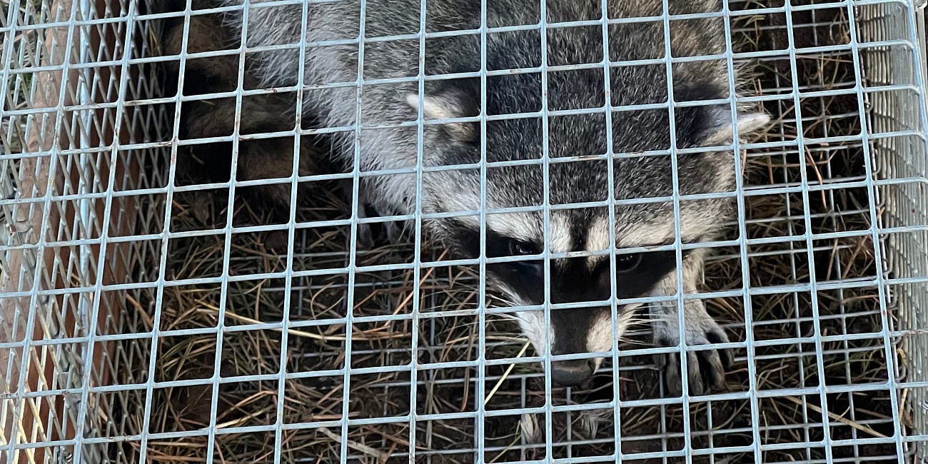Raccoon Tacos