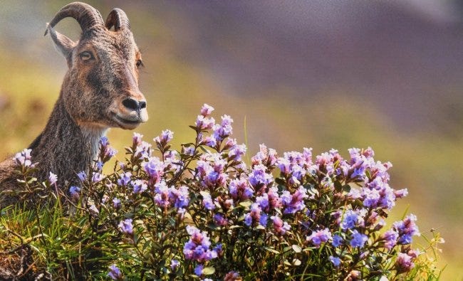 These flowers grow at an altitude of 1,300 to 2,400 meters and blooms once in 12 years. Credit: DH Photo/BH Shivakumar