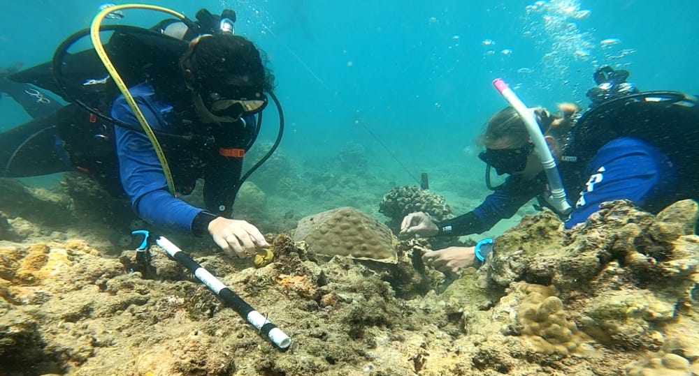 Lab-Grown Corals Help Restore Damaged Reef In Hanauma Bay - Honolulu Civil Beat