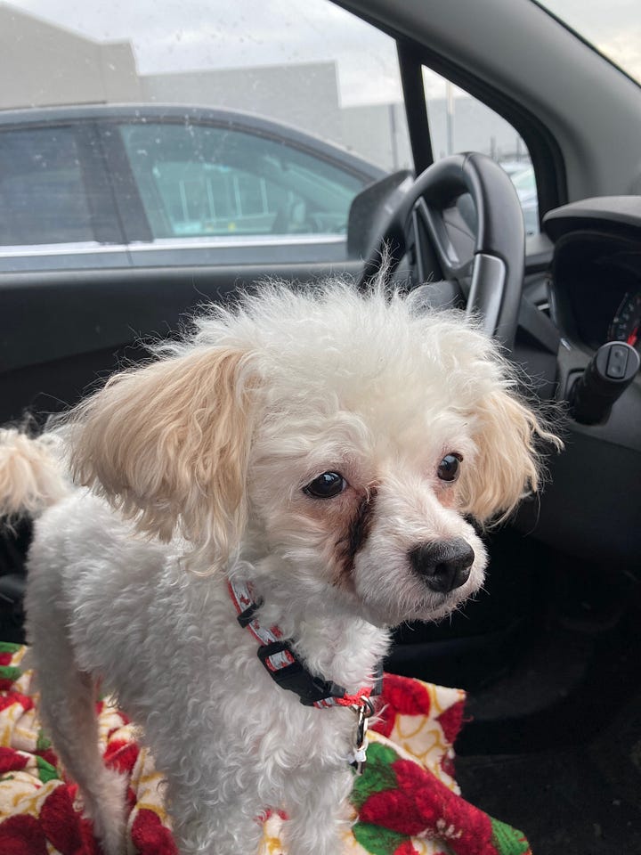 Walter in the car on his adoption day - and Walter now.