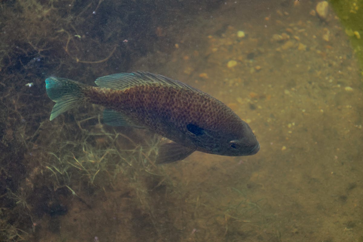 a sunfish swimming in a lake