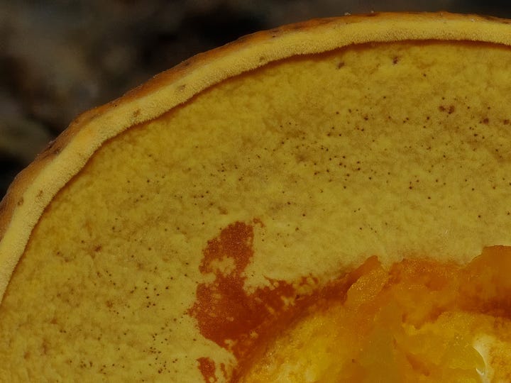 pores of Crocinoboletus