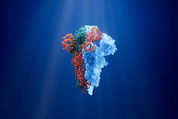corona virus spike protein - coronavirus spike protein stock pictures, royalty-free photos & images