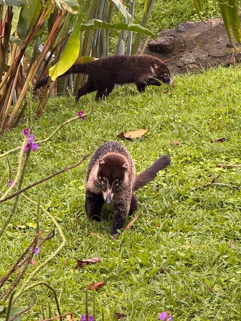 Images from the rainforest.